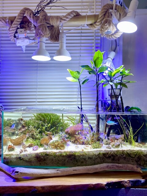 海藻レイアウト水槽ってお金かかるの? : SONOアクアプランツファーム