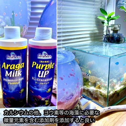 カリブシー パープルアップ：海水用品 ～神畑養魚株式会社～