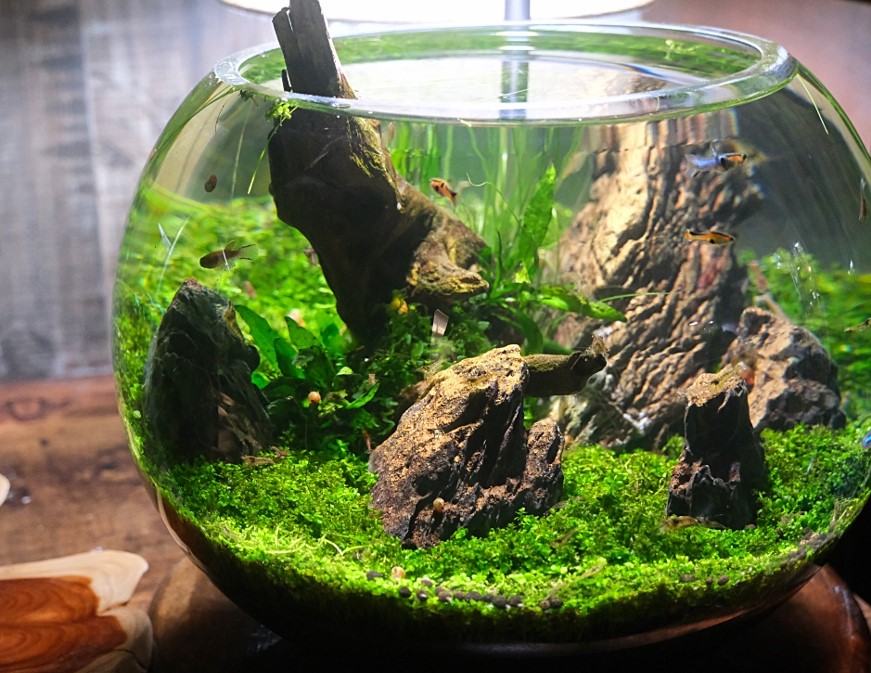 Sono水草パック販売速報 21 6 7 メイクマン ニューマン店 Sonoアクアプランツファーム水草情報局