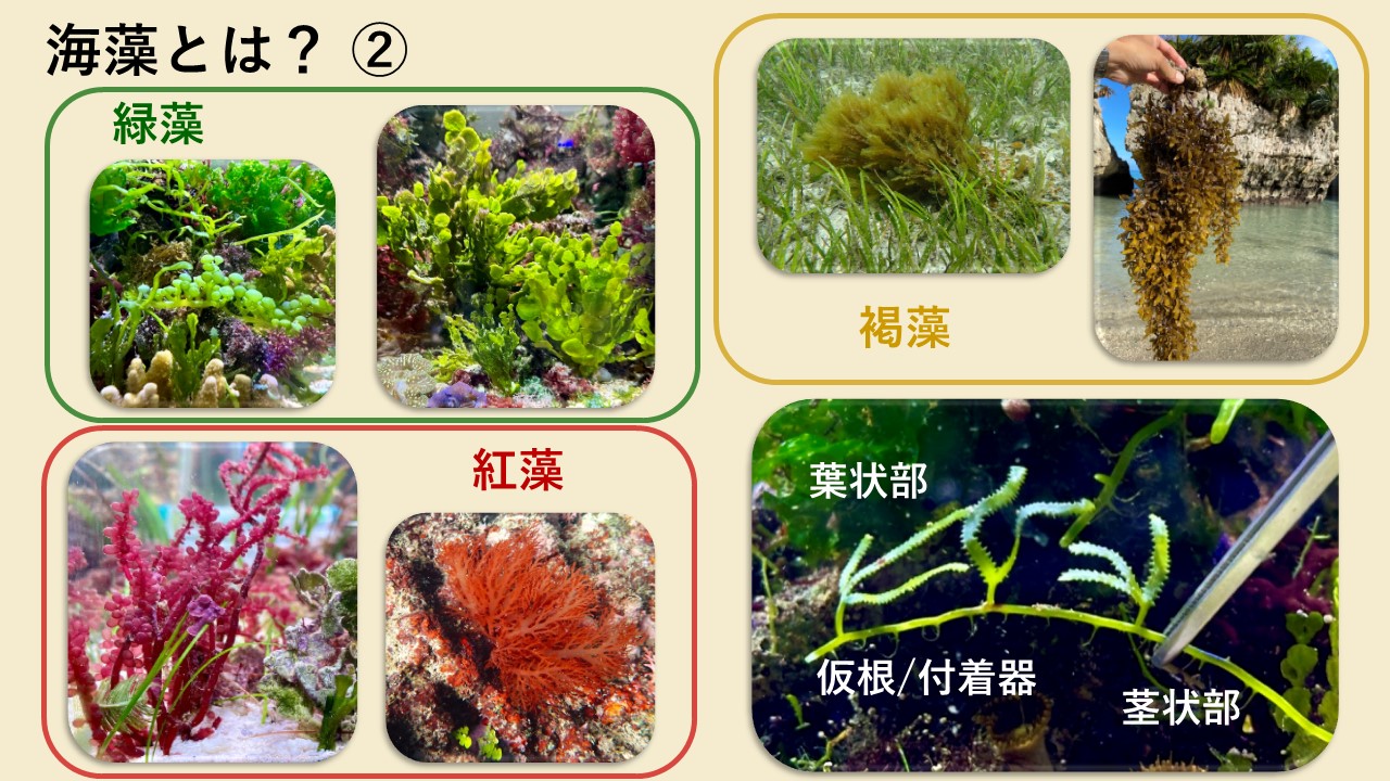 SONOマリンアクアリウム教室②「知識習得：海藻を知ろう」 : SONO