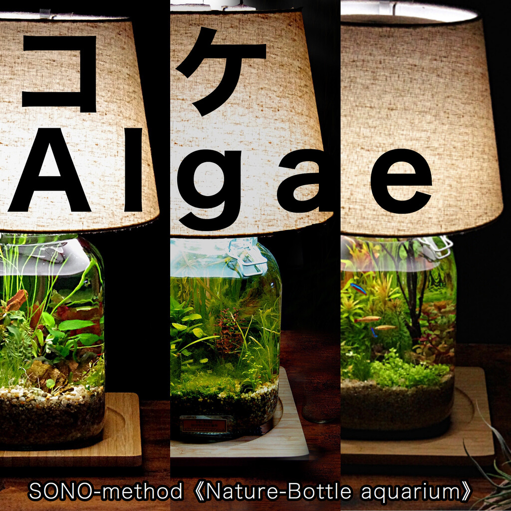 コケ Algae Nature ボトルアクアリウム Sonoアクアプランツファーム水草情報局