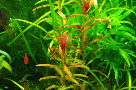人気提案 アルアナの夕焼け 7本 魚用品 水草