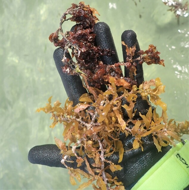 海草藻場・ガラモ場/シュノーケリングは気軽な海中散歩にあらず : SONOアクアプランツファーム水草情報局