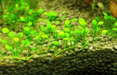 水草図鑑 ヨーロピアンクローバー Sonoアクアプランツファーム水草情報局