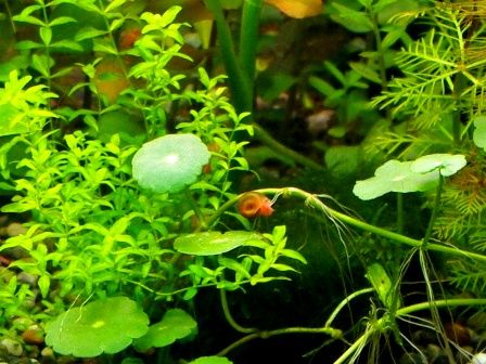 5 水草水槽において貝類 スネール は悪者か Sonoのスネールに対するポリシー Sonoアクアプランツファーム水草情報局