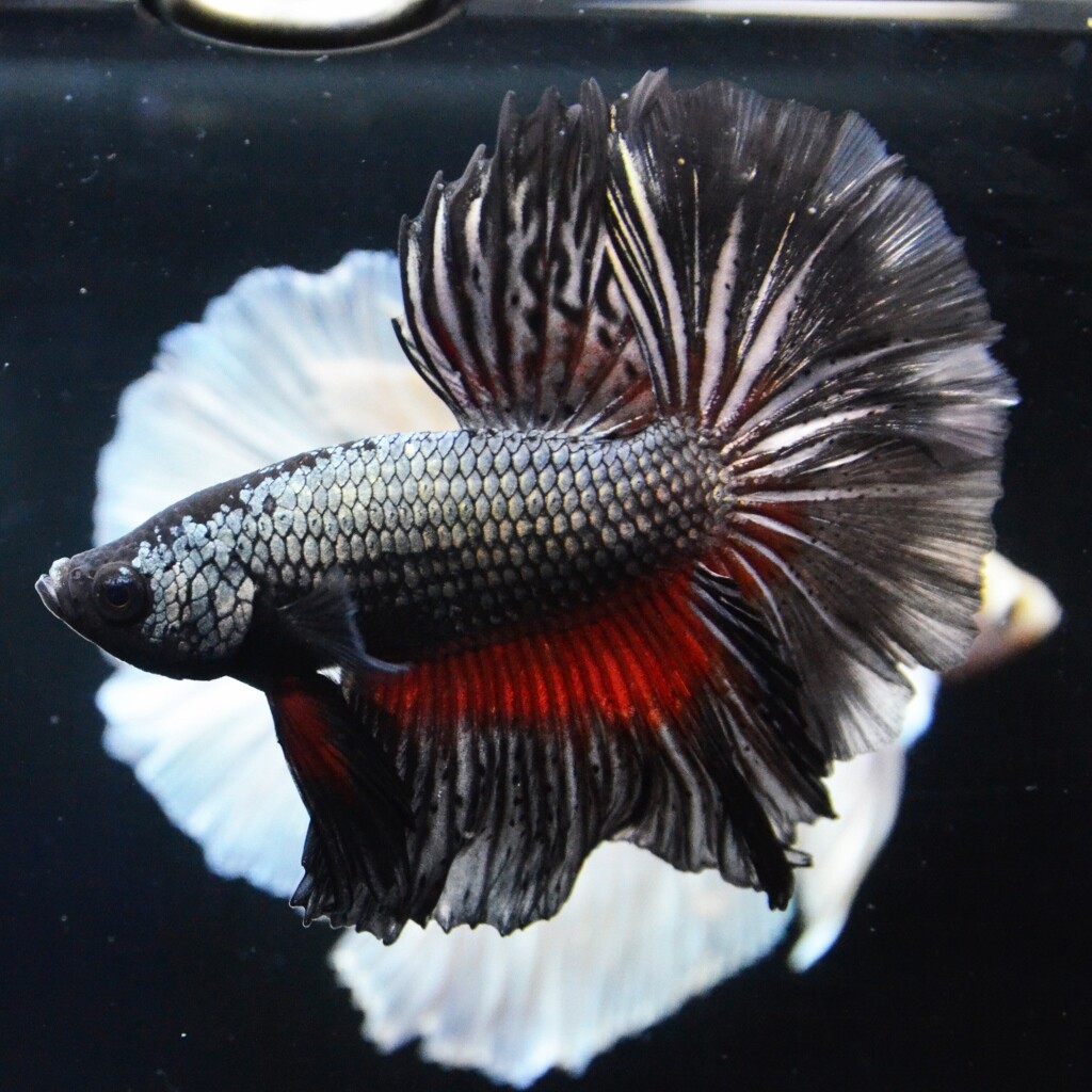 Sono水草パック販売予定 よこはま金魚 様 Sonoアクアプランツファーム水草情報局