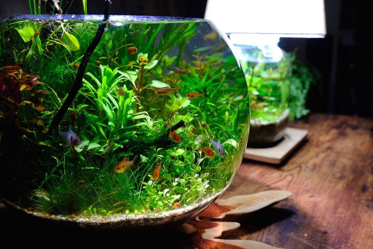 SONO水草パック販売速報(2024.5/9～:アクアプロスタイル ビリーバー