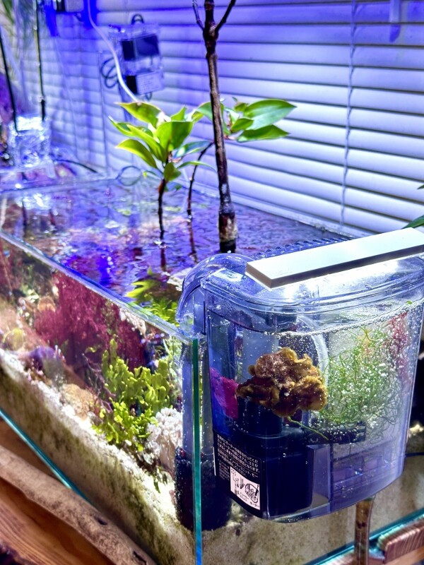 簡単リフジウム : SONOアクアプランツファーム水草・海藻情報局