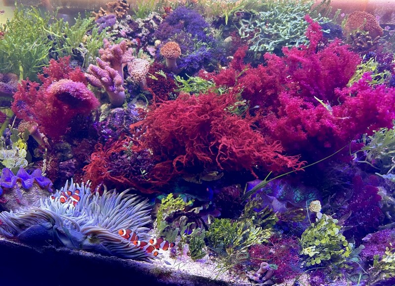 三度目のハナノエダ ～紅藻の育て方～ : SONOアクアプランツファーム