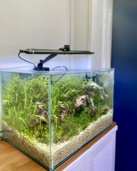 底面フィルター“海水水槽 編” : SONOアクアプランツファーム水草・海藻