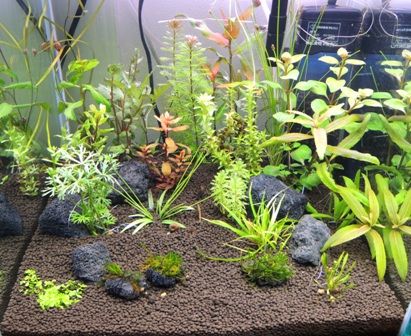 植栽方法 植栽密度 Sonoアクアプランツファーム水草情報局