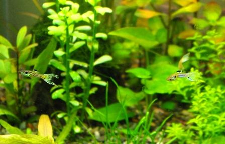 Q グッピーの水槽で育てることができる水草setはどれでしょうか Sonoアクアプランツファーム水草情報局