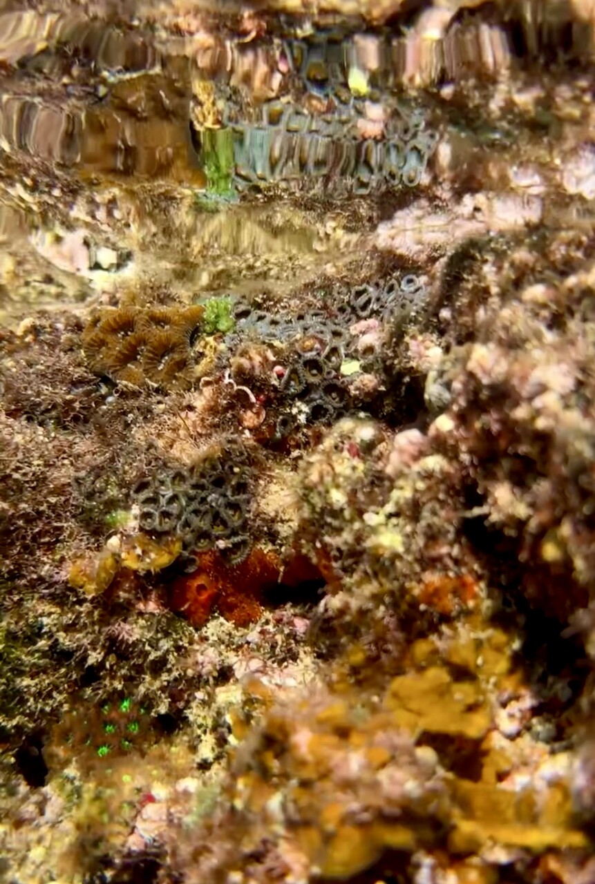 サンゴ礁海域の海藻 : SONOアクアプランツファーム水草・海藻情報局