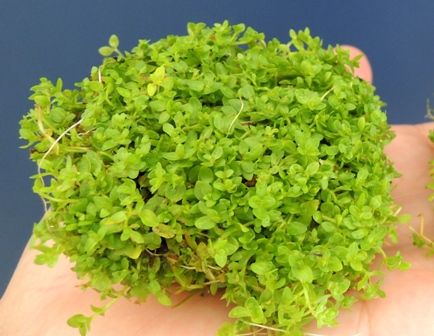 Q 水上葉水草にはどのようなデメリットがありますか Sonoアクアプランツファーム水草情報局 Q 水上葉水草にはどのようなデメリットがありますか Sonoアクアプランツファーム水草情報局