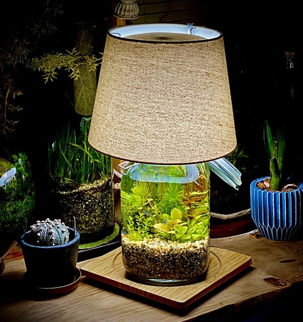 アクアリウムはインテリア ～Natural-Lamp～ : SONOアクアプランツ