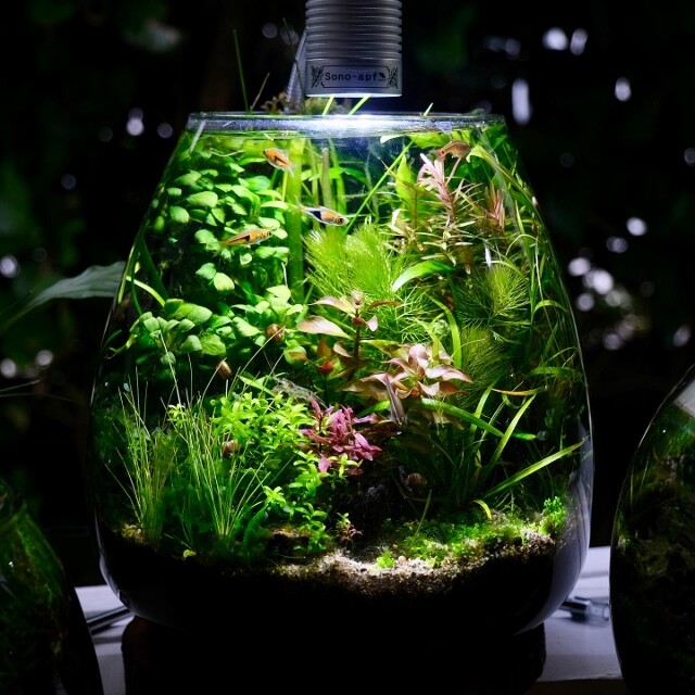 次に加えたい水草 〜ボトルアクアリウムをより自然に近づけるために〜 :