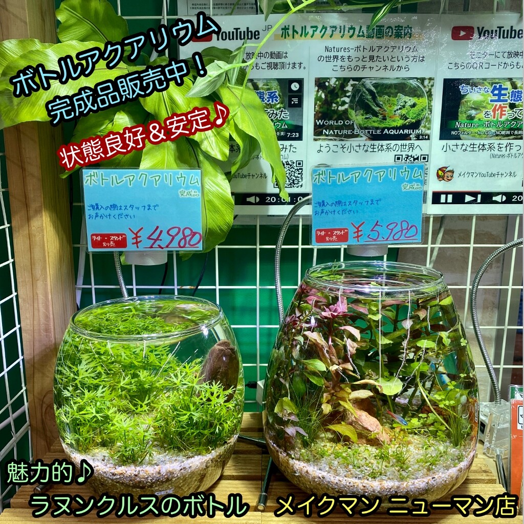 Sono水草パック販売速報 21 3 31 メイクマン ニューマン店 Sonoアクアプランツファーム水草情報局 Sono水草パック販売速報 21 3 31 メイクマン ニューマン店 Sonoアクアプランツファーム水草情報局