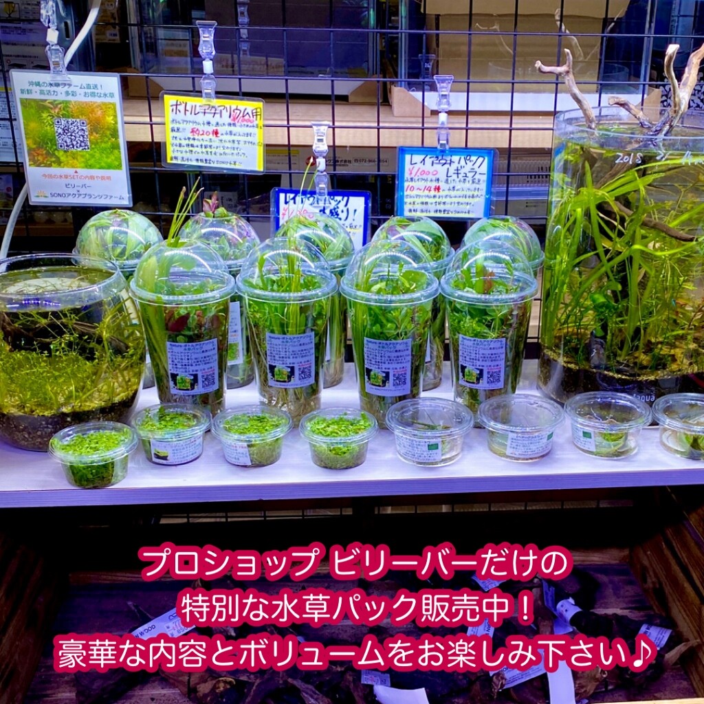 水草　トランパーさん専用 chanet_55901