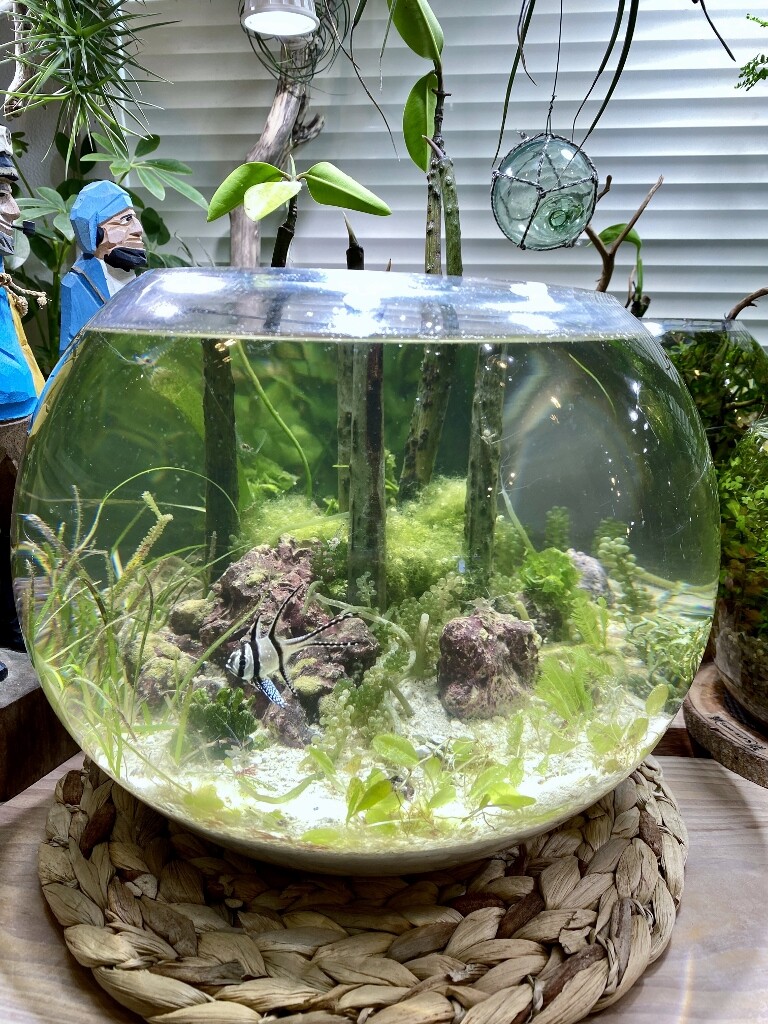 Sono水草パック販売速報 21 8 6 メイクマン ニューマン店 Sonoアクアプランツファーム水草情報局