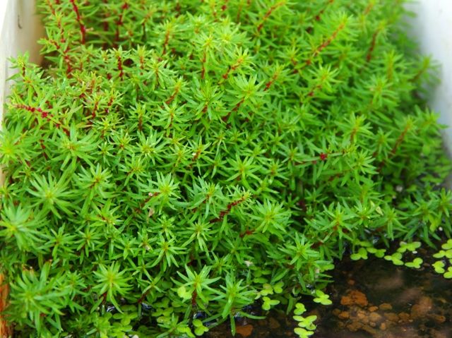 ◎玉　ロタラメキシカーナ・プレミアムレッド　2本 水草紹介ロタラ　メキシカーナ　プレミアムレッド