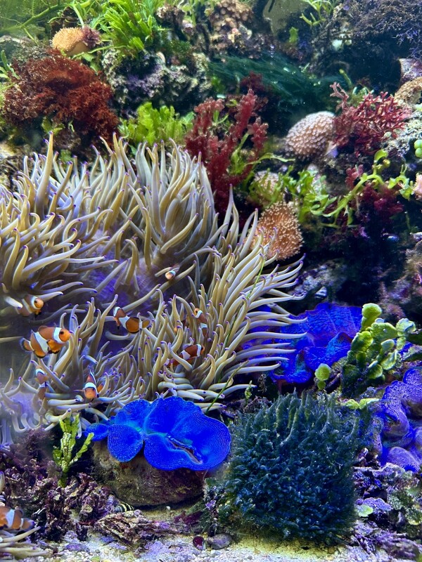 シャコガイのススメ : SONOアクアプランツファーム水草・海藻情報局