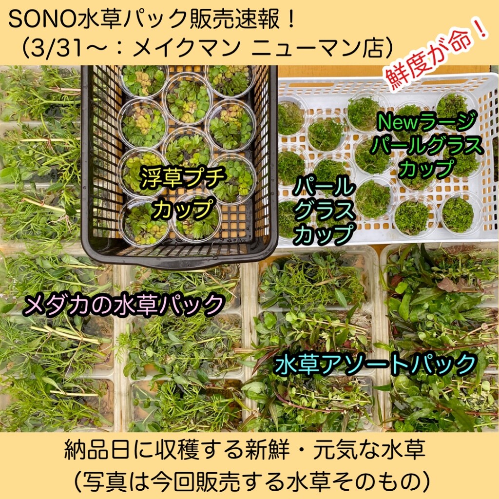 Sono水草パック販売速報 21 3 31 メイクマン ニューマン店 Sonoアクアプランツファーム水草情報局 Sono水草パック販売速報 21 3 31 メイクマン ニューマン店 Sonoアクアプランツファーム水草情報局