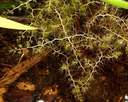 イトタヌキモ Utricularia exoleta : SONOアクアプランツファーム水草