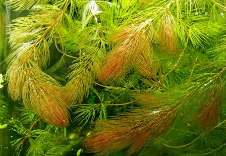水草図鑑 マツモ Sonoアクアプランツファーム水草情報局 水草図鑑 マツモ Sonoアクアプランツファーム水草情報局