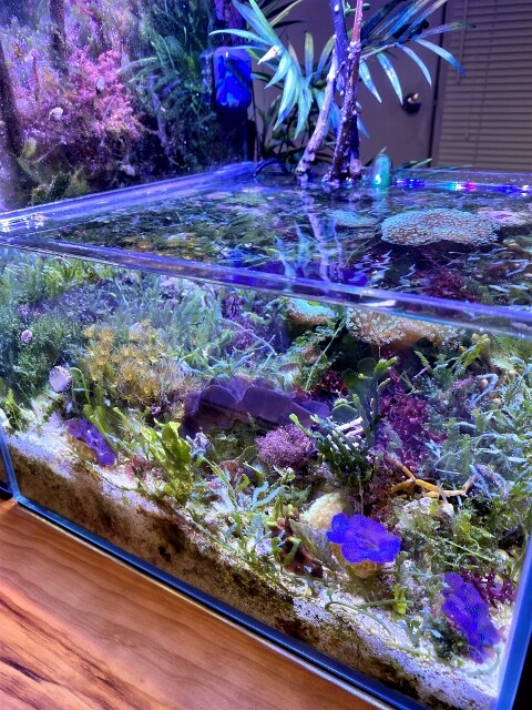 私だけの“小さな海”を創る 〜コーラルフリークスvol.38発売に想う