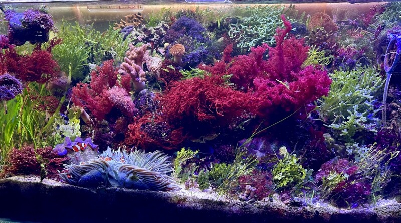 三度目のハナノエダ ～紅藻の育て方～ : SONOアクアプランツファーム