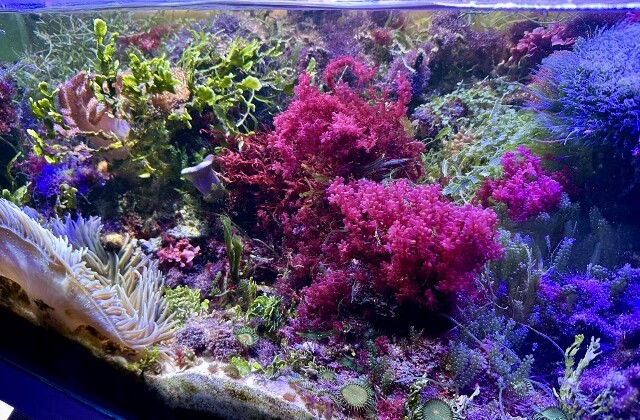 海藻の季節消長 : SONOアクアプランツファーム水草・海藻情報局