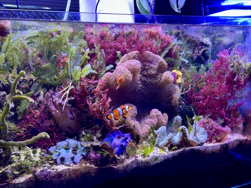 うちのニモ : SONOアクアプランツファーム水草・海藻情報局