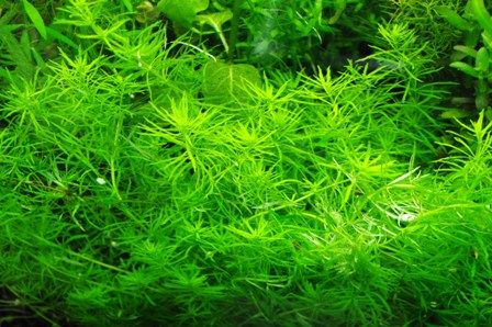 水草図鑑 『ベトナムゴマノハグサ Scrophulariaceae sp. 』 : SONO