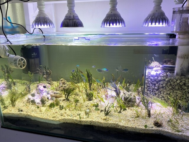 自作大型水中フィルターに想う 〜海草水槽〜 : SONOアクアプランツ