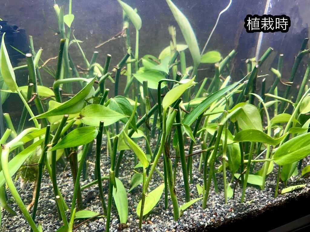 ヤマサキカズラ 水上葉a.b.d.e.f.g ヤマサキカズラ 水上葉