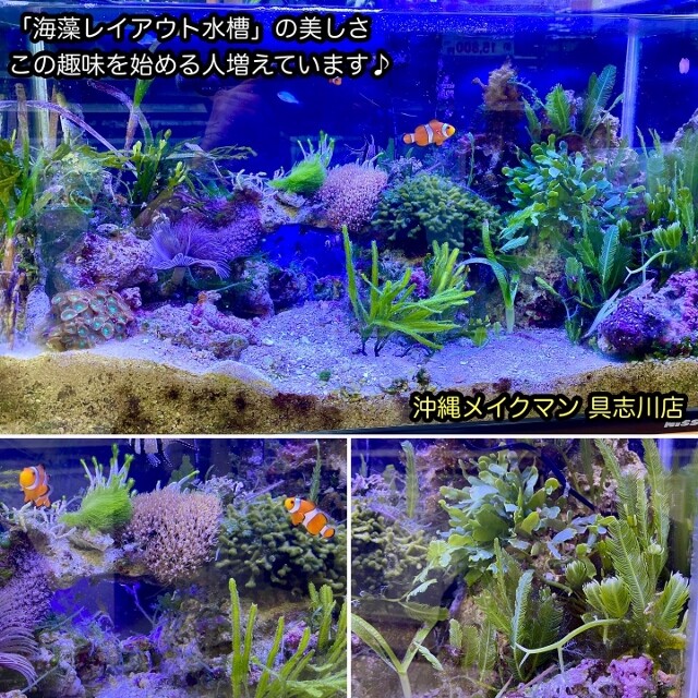 マメスナ(5) 種類カラフルフラグベース7cm