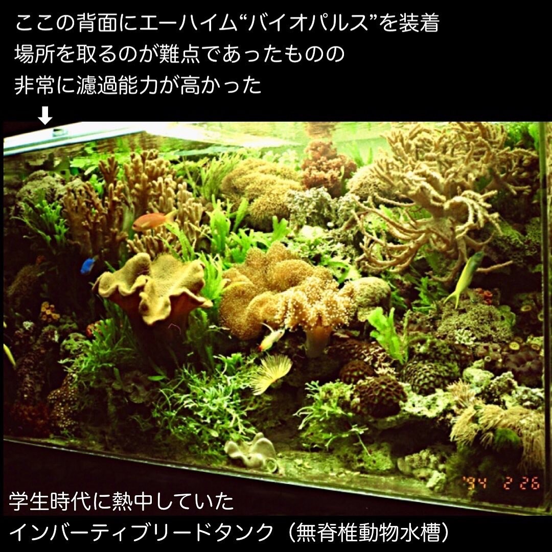 幻のフィルター : SONOアクアプランツファーム水草・海藻情報局