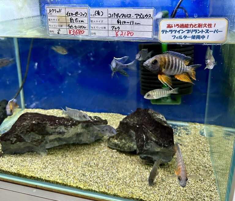 水槽 ビバリア  クリスタルセイル ワイドビュー2020  7点セット 水槽 大人し ビバリア クリスタルセイル ワイドビュー2020 7点セット