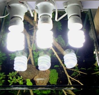 制作例 ファームのお試し水草set を利用した水草レイアウト 30cm水槽 Sonoアクアプランツファーム水草情報局