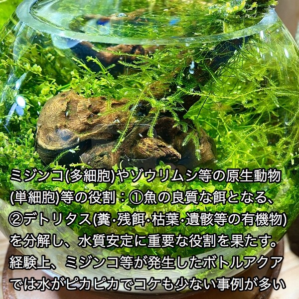 ミジンコの惑星 Nature ボトルアクアリウム Sonoメソッド Sonoアクアプランツファーム水草情報局