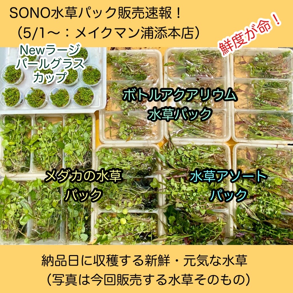 Sono水草パック販売速報 21 5 1 メイクマン浦添本店 Sonoアクアプランツファーム水草情報局 Sono水草パック販売速報 21 5 1 メイクマン浦添本店 Sonoアクアプランツファーム水草情報局