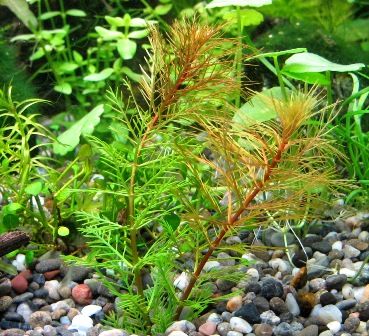 陰性水草の王様的存在ブセファランドラ彩雲 陰性水草の王様的存在彩雲 半