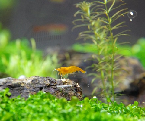 Q 水草をエビ水槽に入れたいのですが 農薬の心配はありませんか Sonoアクアプランツファーム水草情報局