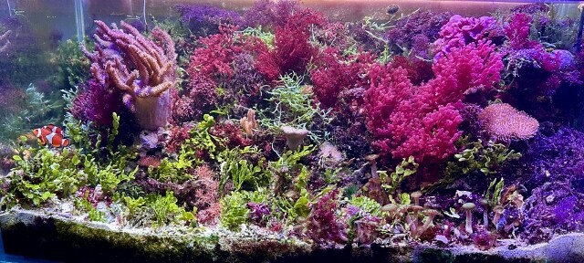 生涯の趣味 : SONOアクアプランツファーム水草・海藻情報局