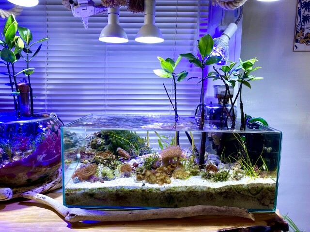 アクアリウムにおけるマングローブの役割 : SONOアクアプランツ