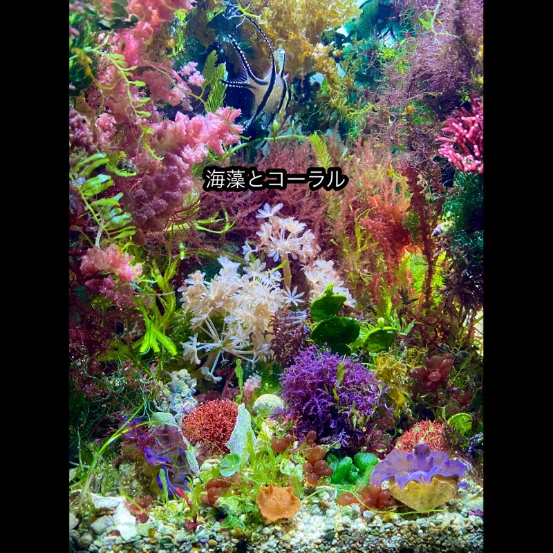 9/13発売！「Coral Freaks vol.42 〜海藻大特集〜」 : SONOアクア