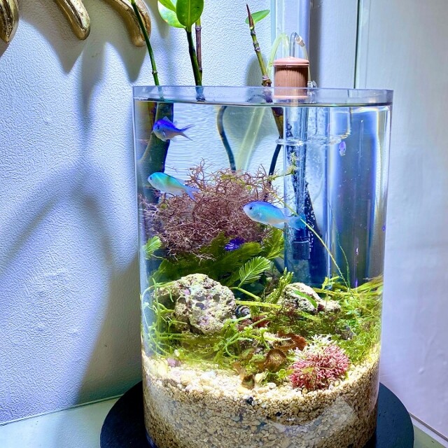 オススメ海水魚 〜デバスズメダイ〜 : SONOアクアプランツ オススメ海水魚 〜デバスズメダイ〜 : SONOアクアプランツ