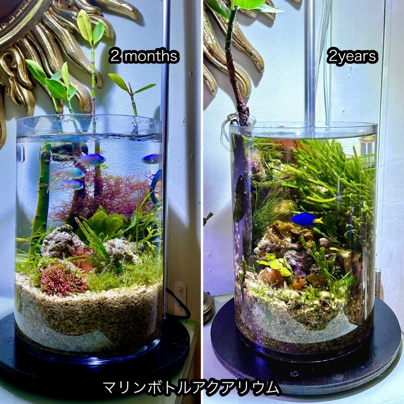 アクアリウムから見える世界 : SONOアクアプランツファーム水草・海藻