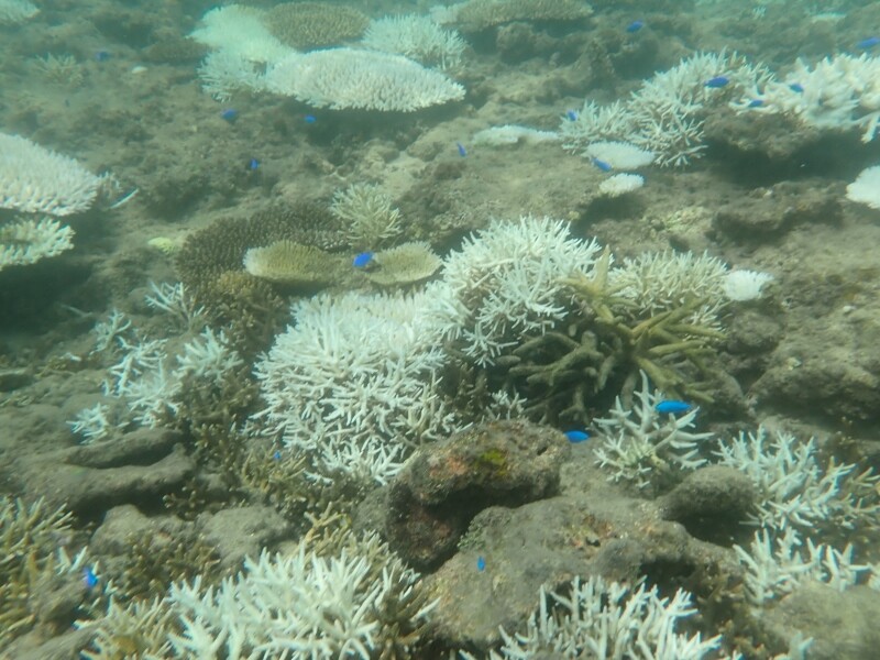 カラフル : SONOアクアプランツファーム水草・海藻情報局