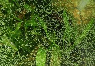 睡蓮鉢 ミニビオトープの植物 浮草 浮葉植物編 Sonoアクアプランツファーム水草情報局